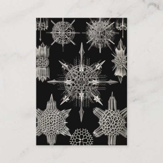 エルンスト・ヘッケル| Acanthophracta 名刺 (正面)