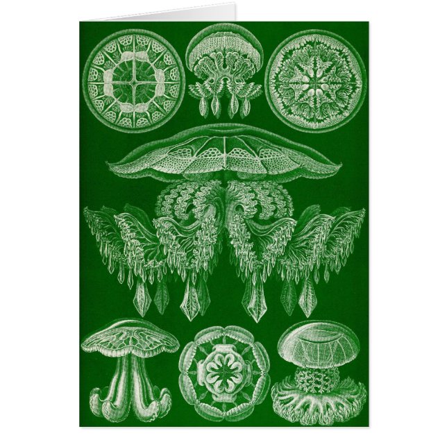 エルンスト・ヘッケル- Discomedusae4 (正面)