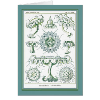 エルンスト・ヘッケル- Kuntsformenのderの自然- Tafel 18