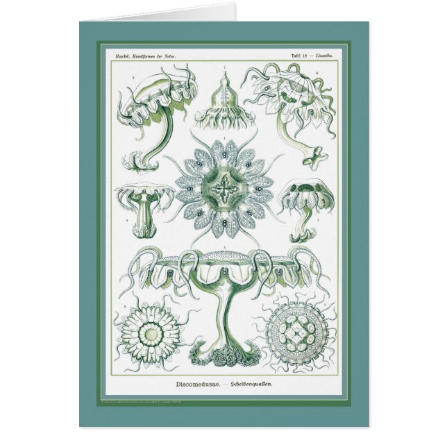 エルンスト・ヘッケル- Kuntsformenのderの自然- Tafel 18 (正面)