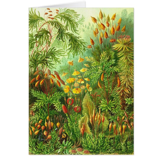 エルンスト・ヘッケル- Muscinae (正面)