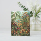 エルンスト・ヘッケル - Muscinae ポストカード (スタンド正面)