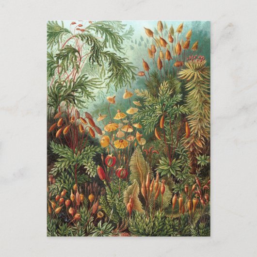 エルンスト・ヘッケル - Muscinae ポストカード (正面)