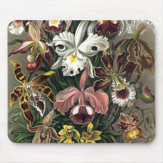 エルンスト・ヘッケル- Orchideae Detail1 マウスパッド (正面)