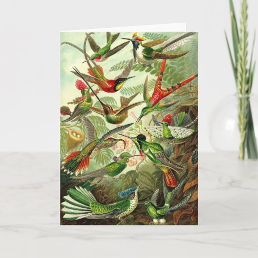エルンスト・ヘッケル- Trochilidaeのハチドリ カード (正面)