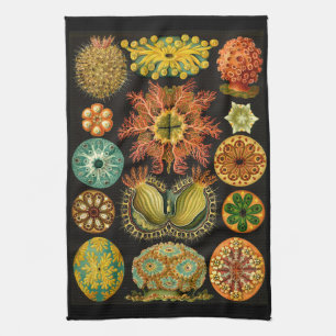 エルンスト・ヘッケルAscidiaeの海洋生物のイラストレーション キッチンタオル