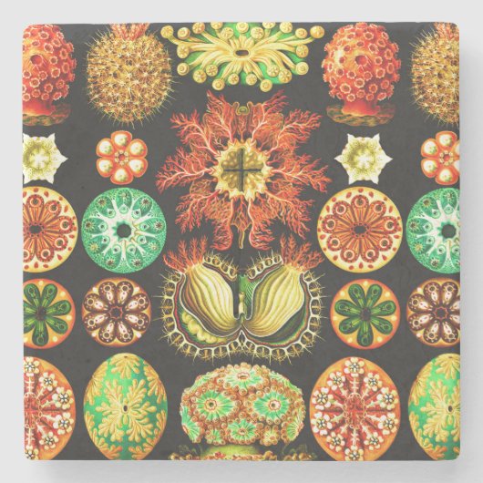 エルンスト・ヘッケルAscidiae ストーンコースター (正面)