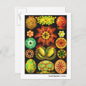 エルンスト・ヘッケルAscidiae 案内ポストカード (正面/裏面)