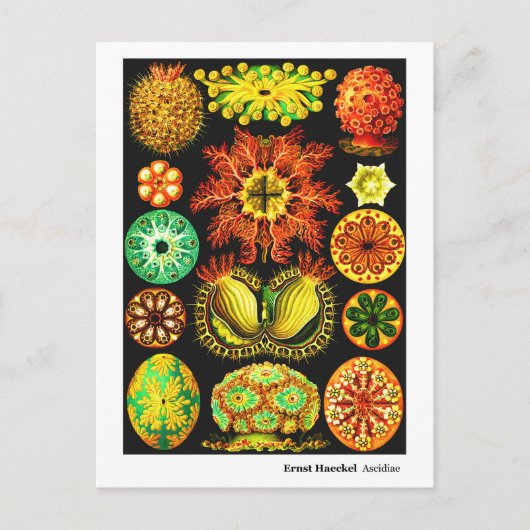エルンスト・ヘッケルAscidiae 案内ポストカード (正面)