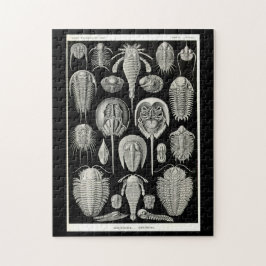 エルンスト・ヘッケルAspidonia ジグソーパズル