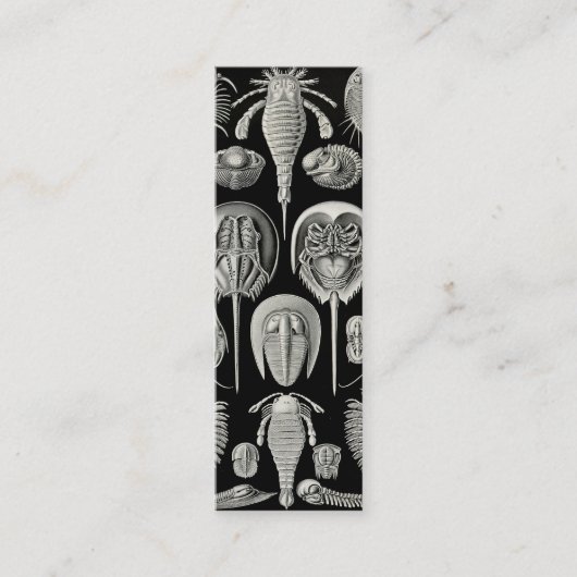 エルンスト・ヘッケルAspidonia スキニー名刺 (正面)