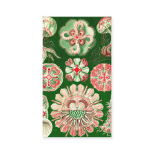 エルンスト・ヘッケルDiscomedusae (Aurelia)