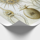 エルンスト・ヘッケルPhaeodariaの包装紙 ラッピングペーパー (角)