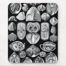 エルンスト・ヘッケルSpirobranchia