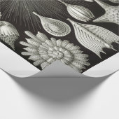 エルンスト・ヘッケルThalamphoraの貝の包装紙 ラッピングペーパー (角)