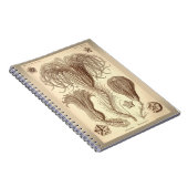 エルンストHaeckel- Crinoids ノートブック (右側)