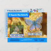 エル・セグンド・ブルー・バタフライは絶滅危惧種 シーズンポストカード (正面/裏面)