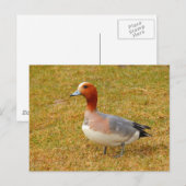 エレガンス ポストカード (正面/裏面)