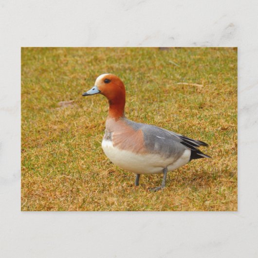 エレガンス ポストカード (正面)