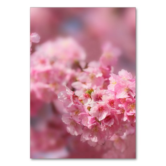 エレガントさくらんぼブロッサム花の写真結婚ズ テーブルナンバー (裏面)