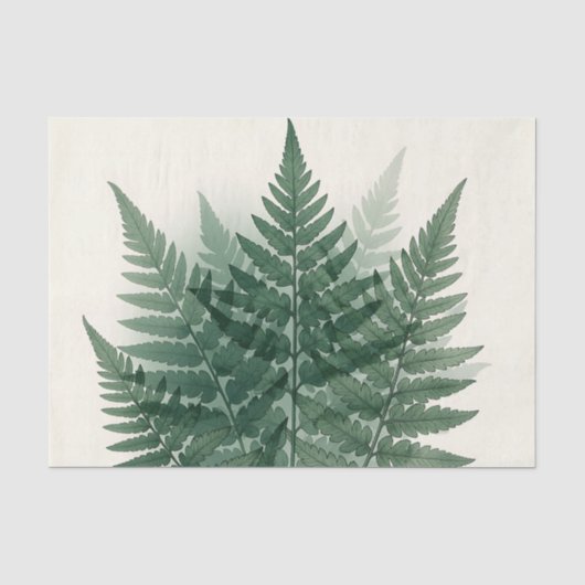 エレガントなグリーンファーンの葉の植物画 薄葉紙 (正面)