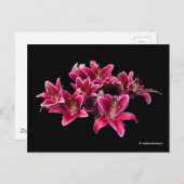 エレガントなスターゲイザーオリエンタルユリのピンクの花 ポストカード (正面/裏面)