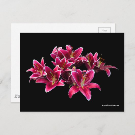 エレガントなスターゲイザーオリエンタルユリのピンクの花 ポストカード (正面/裏面)