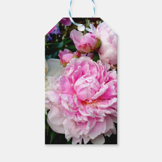 エレガントなピンクの白い花の芍薬 ギフトタグ (正面)