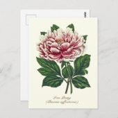 エレガントなヴィンテージ植物画のピンクの芍薬の花 ポストカード (正面/裏面)