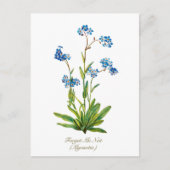 エレガントなヴィンテージ植物画 ワスレナグサ ポストカード (正面)