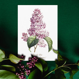 エレガントなヴィンテージ植物画 紫色のライラックの花 カード