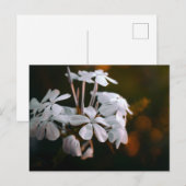 エレガントな植物画の花のポストカード ポストカード (正面/裏面)
