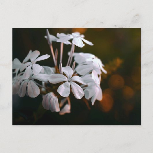 エレガントな植物画の花のポストカード ポストカード (正面)