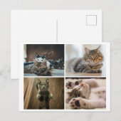 エレガントな猫のポストカード ポストカード (正面/裏面)