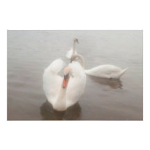 エレガントな現代の水彩画アート ドナウ川のスワン