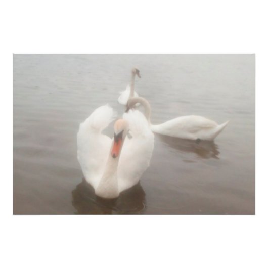 エレガントな現代の水彩画アート ドナウ川のスワン フォトプリント (正面)