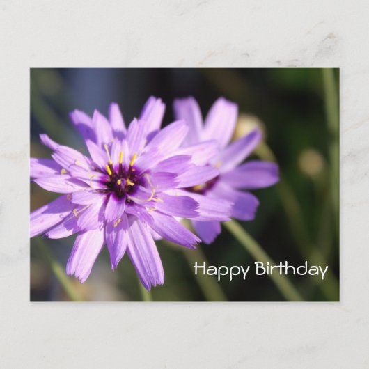 エレガントな紫色のデイジーの花 お誕生日おめでとう ポストカード (正面)