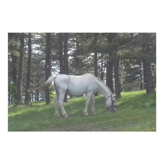 エレガントな美しい白馬のオリジナルアート フォトプリント            (正面)