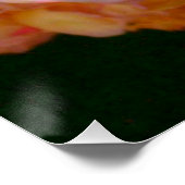 エレガントクラシックオレンジ桃バラフローラ ポスター (コーナー)