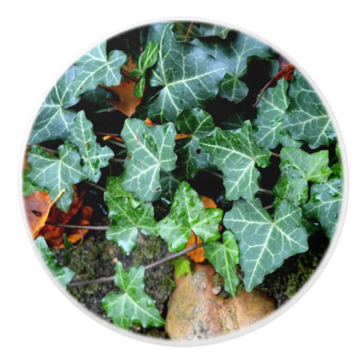 エレガントクラシックグリーンアイビーとフィールドストーン セラミックノブ (正面)