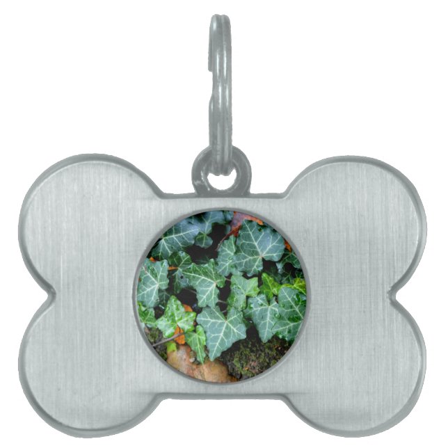 エレガントクラシックグリーンアイビーとフィールドストーン ペットネームタグ (正面)