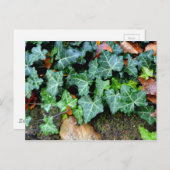 エレガントクラシックグリーンアイビーとフィールドストーン ポストカード (正面/裏面)