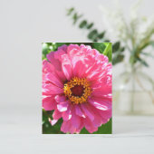 エレガントクラシックピンクフローラムームデイジー ポストカード (スタンド正面)