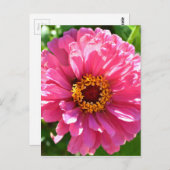 エレガントクラシックピンクフローラムームデイジー ポストカード (正面/裏面)