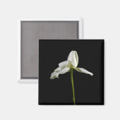 エレガントバラ磁石 マグネット (正面/裏面)