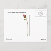 エレガントバラ2 ポストカード (裏面)