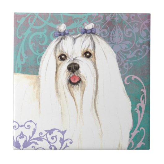 エレガントマルチーズ タイル (正面)