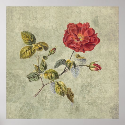 エレガントヴィンテージフランスのバラ ポスター (正面)