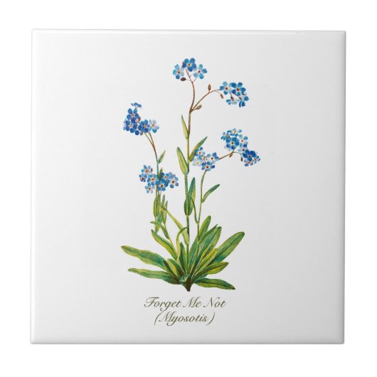 エレガントヴィンテージ植物忘れ私は花ではない タイル (正面)