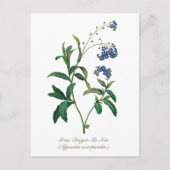 エレガントヴィンテージ植物忘れ私は花ではない ポストカード (正面)